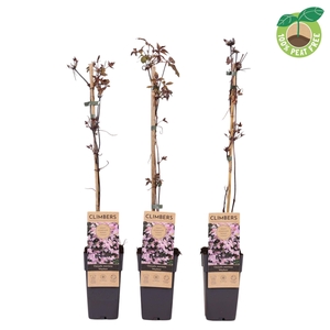 Clematis montana 'Mayleen', P15