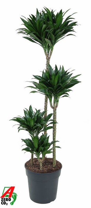 Dracaena Compacta