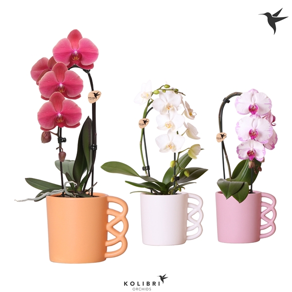 <h4>Kolibri Orchids Niagara fall mix 1 spike in Happy mug pot mix</h4>