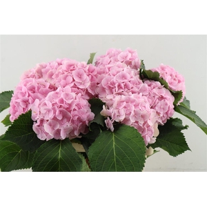 Hydr M Verena Pink 60-17*