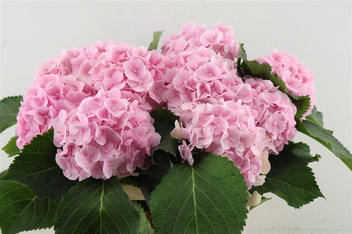 <h4>Hydr M Verena Pink 60-17*</h4>