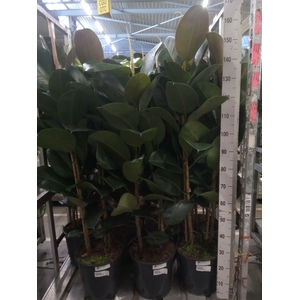 Ficus elastica 'Robusta'