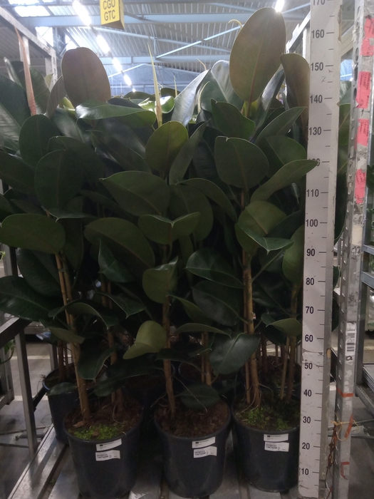 <h4>Ficus elastica 'Robusta'</h4>