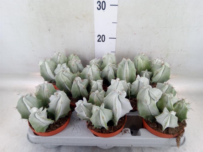 <h4>Cereus   ...</h4>