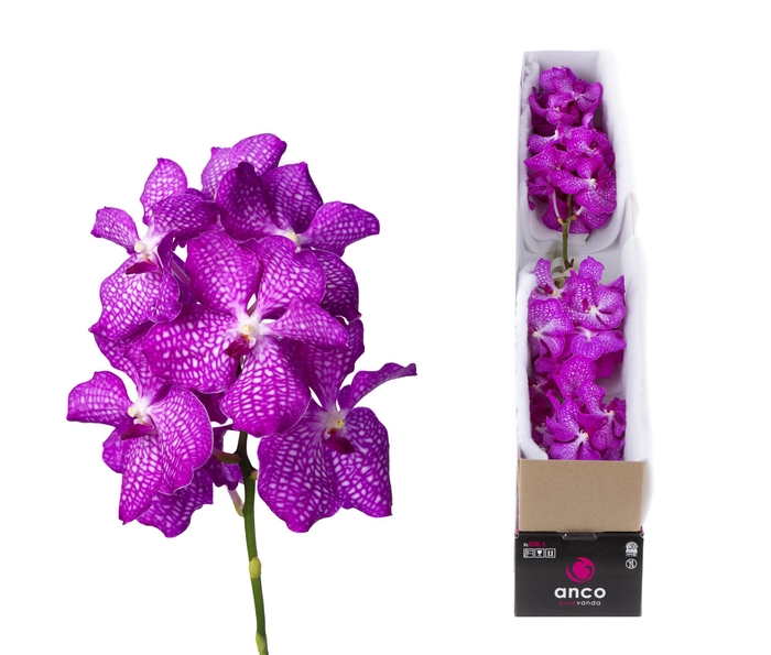 <h4>Vanda Magic Pink X4</h4>