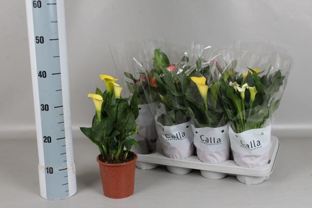 <h4>ZANT GEM 4 KL</h4>