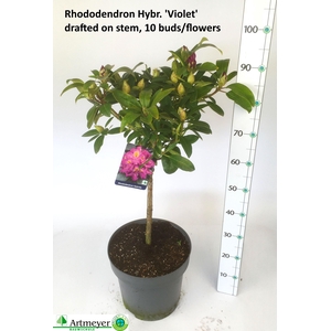 RHOD OV