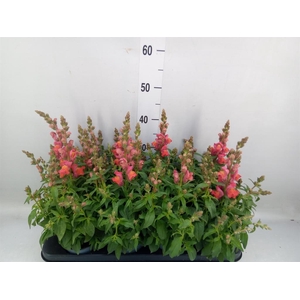 Antirrhinum majus   ...
