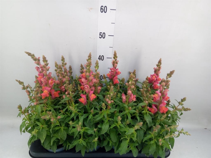 <h4>Antirrhinum majus   ...</h4>