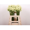 Agapanthus Gletsjer