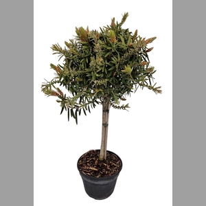 CALLISTEMON CITRINUS