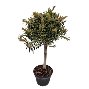 CALLISTEMON CITRINUS