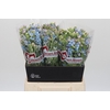 Oxypetalum Tweedia Blue
