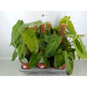 Philodendron   ...