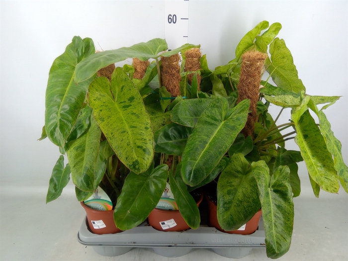 <h4>Philodendron   ...</h4>