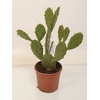 711 Opuntia Mix 8,5 cm