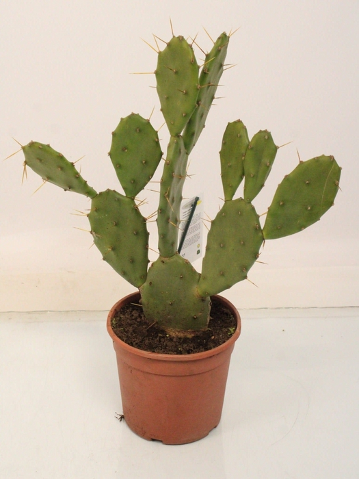 711 Opuntia Mix 8,5 cm