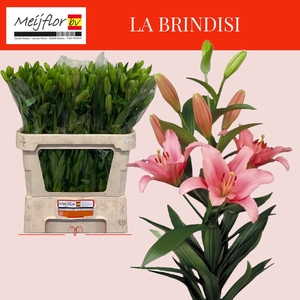 LI LA BRINDISI