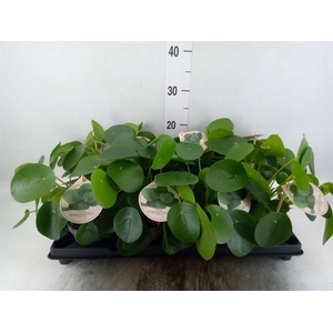 Pilea peperomioides