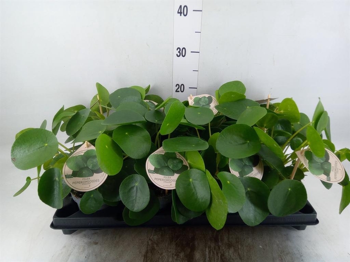 <h4>Pilea peperomioides</h4>