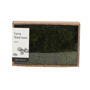 Mood Moss Gepreserveerd - Box M