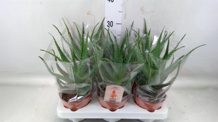 <h4>Aloe arborescens</h4>