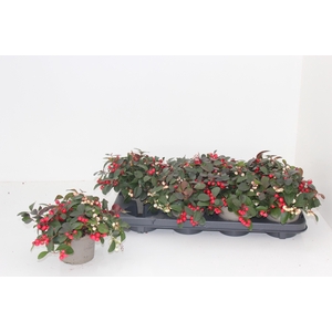 GAULTH PR CIAO B RED