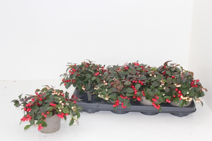 <h4>GAULTH PR CIAO B RED</h4>