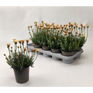 RHODAN H ZAGORA YELL