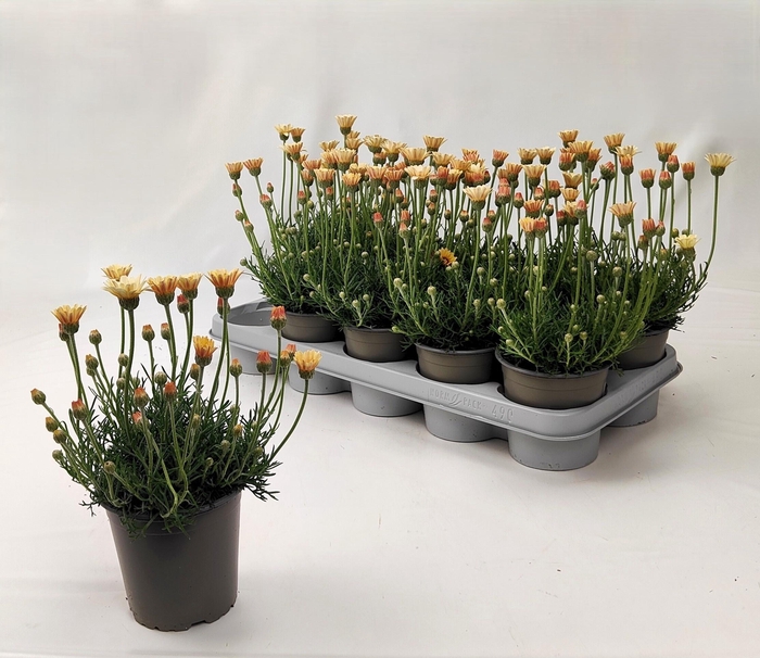 <h4>RHODAN H ZAGORA YELL</h4>