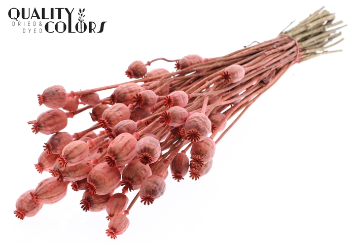 <h4>Papaver per bunch Coral</h4>