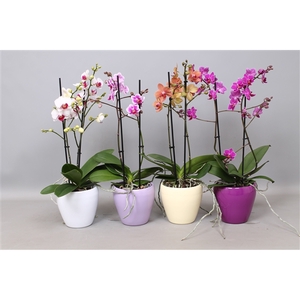 Phal. Multiflora 2-tak 30+ mix in sofia keramiek mix