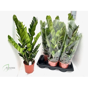 ZAMIO ZAMIIFOLIA