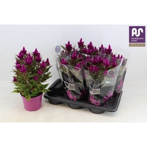 CEL DEEP PURPLE