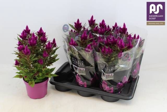 <h4>CEL DEEP PURPLE</h4>
