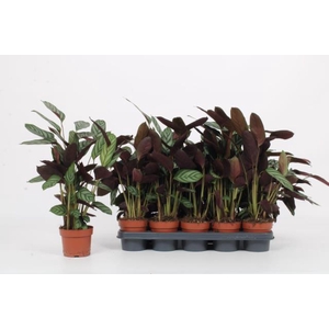 CTENANTHE GREEN FLAG