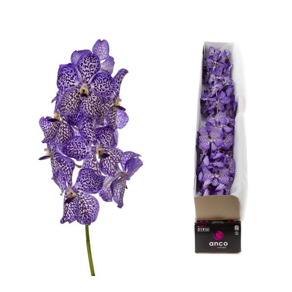 <h4>Vanda Violet Ink</h4>