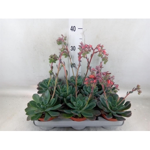 Echeveria  'Blue Prince'