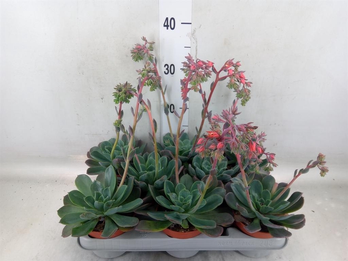 <h4>Echeveria  'Blue Prince'</h4>