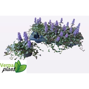 AJUGA R BRAUNHERZ