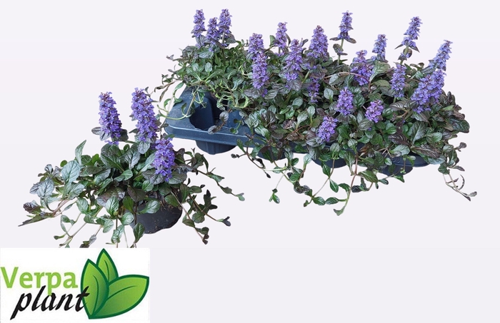 <h4>AJUGA R BRAUNHERZ</h4>