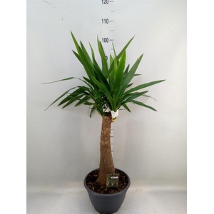 Yucca elephantipes   ...