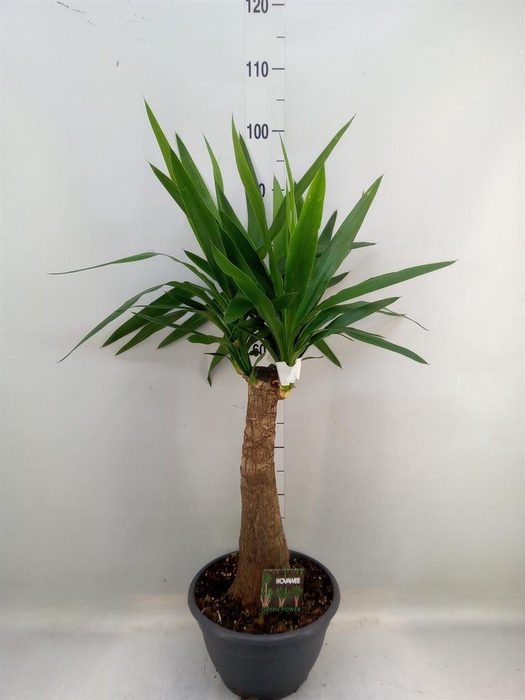 <h4>Yucca elephantipes ...</h4>