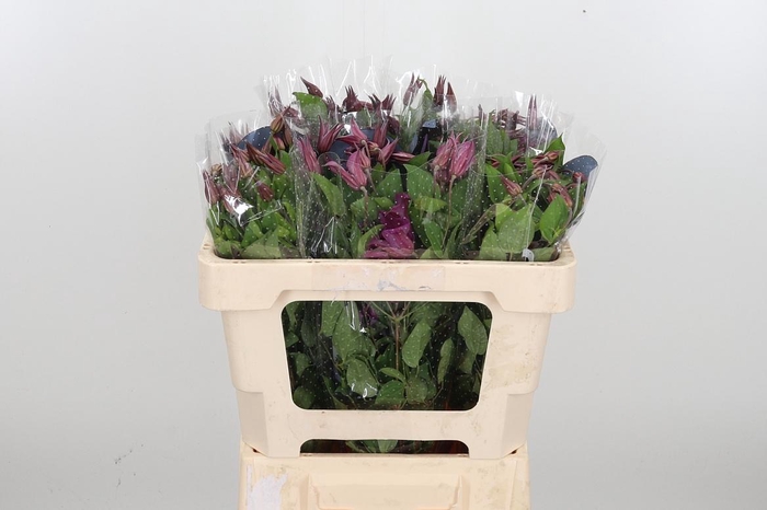 <h4>Clem Amazing Kyiv</h4>