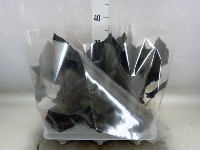<h4>Alocasia   ...</h4>