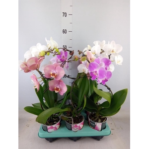 Phalaenopsis   ...