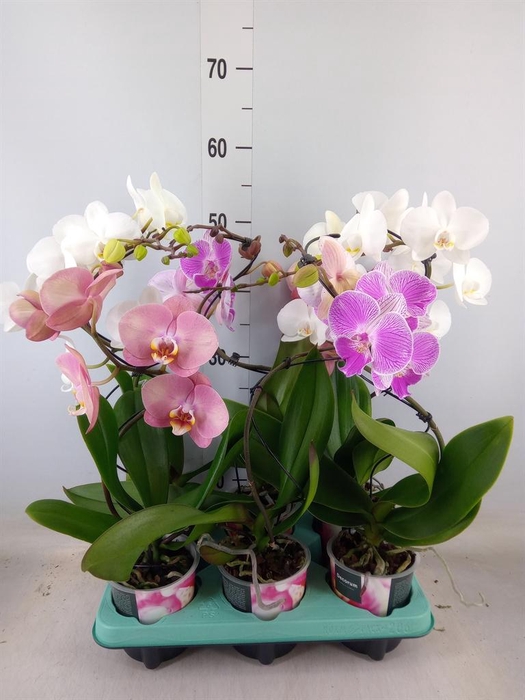 <h4>Phalaenopsis ...</h4>