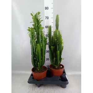 Euphorbia trigona