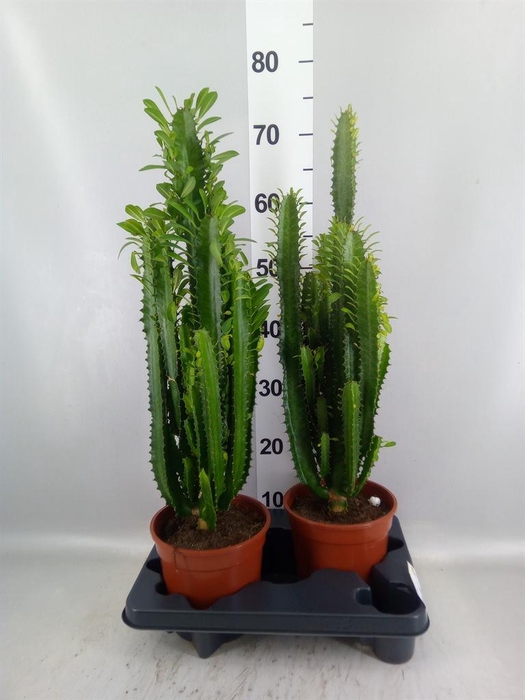 <h4>Euphorbia trigona</h4>