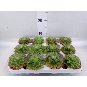 Aeonium   ...